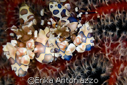 Best Friends.
Harlequin shrimp at Seraya, Bali, Indonesia. by Erika Antoniazzo 